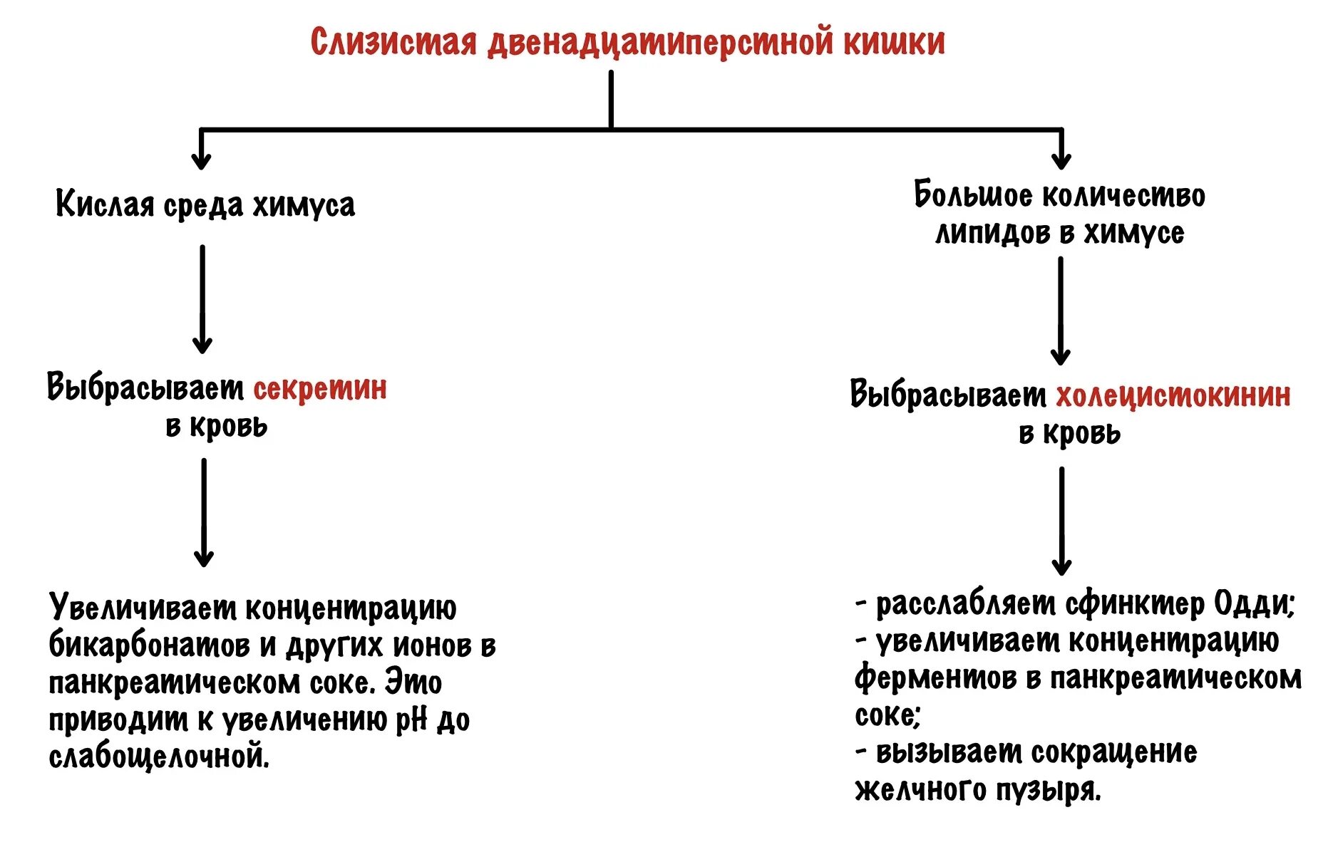 Переваривание и всасывание железосодержащих хромопротеинов. Схема переваривания липидов. переваривание и всасывание липидов. всасывание липидов схема. последовательность событий при переваривании липидов.