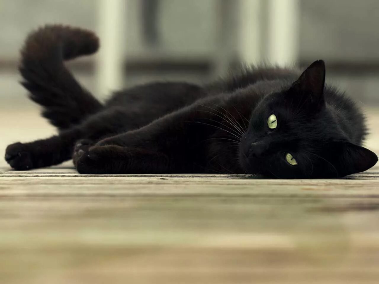 Черные котята во сне к чему снятся. Бомбейская кошка. Черная кошка. Черные коты. Грациозная черная кошка.