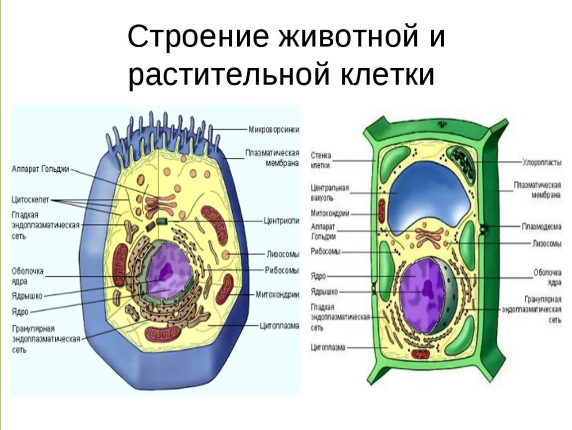 Схема строения животной и растительной клетки. Схема строения животной и растительной клетки рисунок. Сравнение клетки животного и клетки растения цитоплазма. Сравнение строения клеток растений и животных рисунок.