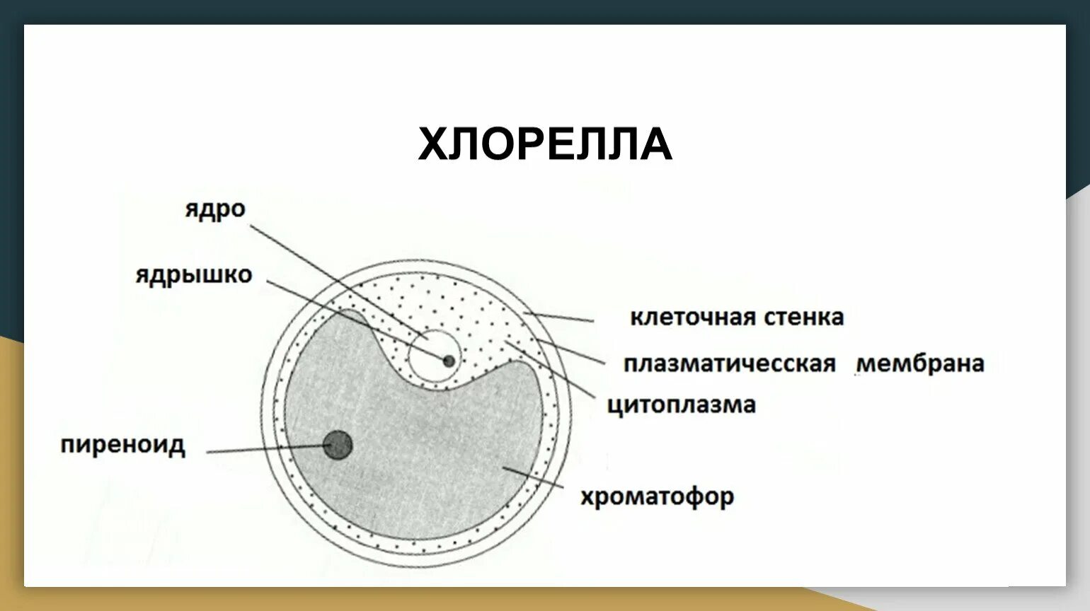 Чем строение хлореллы отличается от строения бактерии. Схема строения клетки хлореллы. строение клеток зеленых водорослей хлорелла. строение хлорелла вульгарис. хлорелла строение клетки.