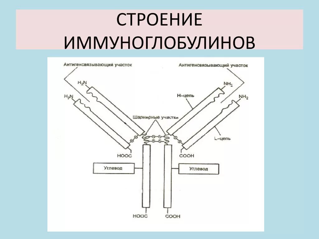 Схема иммуноглобулина. Строение молекулы иммуноглобулина g1. Строение мономерной молекулы иммуноглобулина. Строение иммуноглобулина g микробиология. Структура молекулы иммуноглобулина.