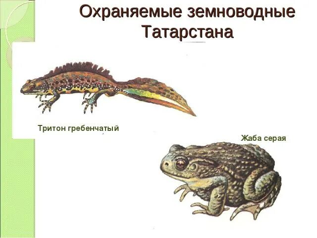 Охраняемые земноводные. Тритон Тип питания. Тип питания гребенчатого Тритона. Гребенчатый Тритон питание.