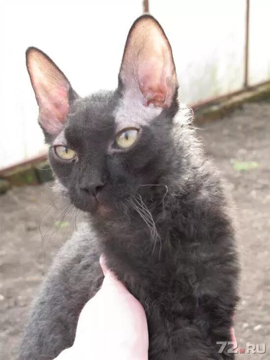 канадский сфинкс браш рыжий. донской сфинкс браш черный. котенок браш донского сфинкса. сфинкс браш. донской сфинкс с шерстью браш.