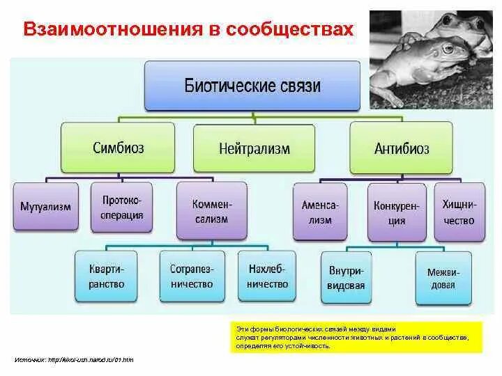 Формы симбиотических отношений. Биотические связи организмов схема. Типы взаимоотношений организмов схема. Формы взаимоотношений между организмами схема. Типы взаимоотношений между организмами в биоценозе.