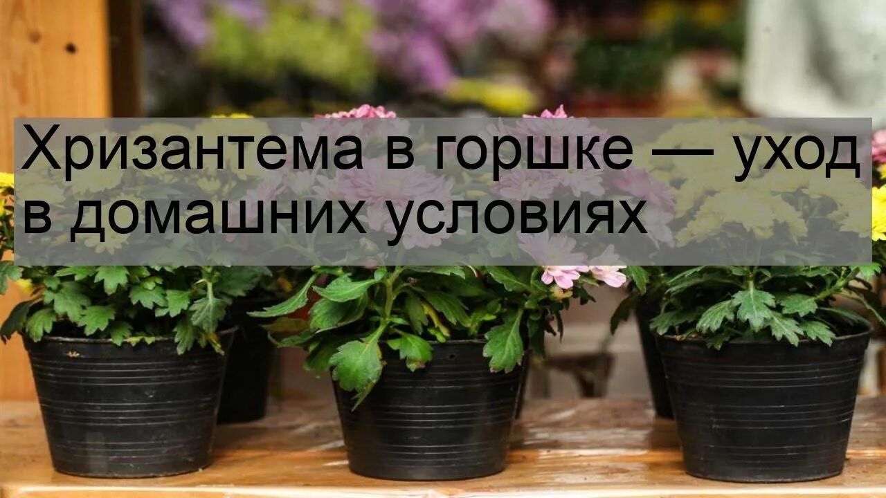 Как пересаживать хризантему в горшке купленной. Хризантемы домашние в горшках. Хризантема сохнет в горшке. Хризантемы в горшках как ухаживать в домашних условиях. Обрезка горшечной хризантемы.