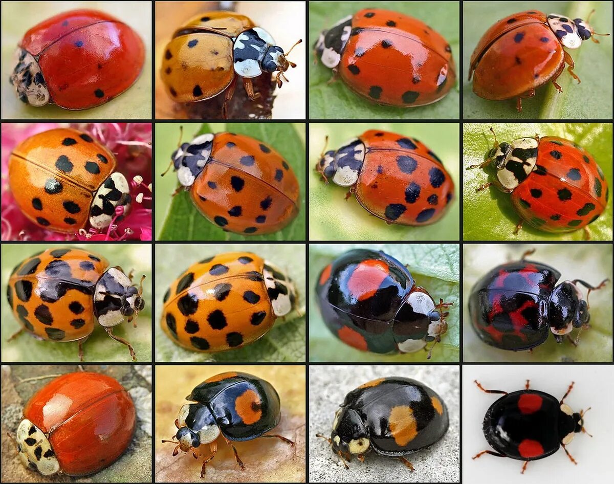 Азиатская Божья коровка (Harmonia axyridis). Жук Арлекин Божья коровка. Божья коровка Harmonia. Семиточечная коровка.