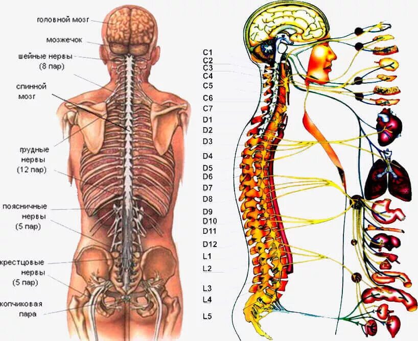 Что находится в пояснице. Позвоночник нервные окончания анатомия человека. Иннервация Корешков позвоночника. Нервы спины человека. Нервы в позвоночнике человека.