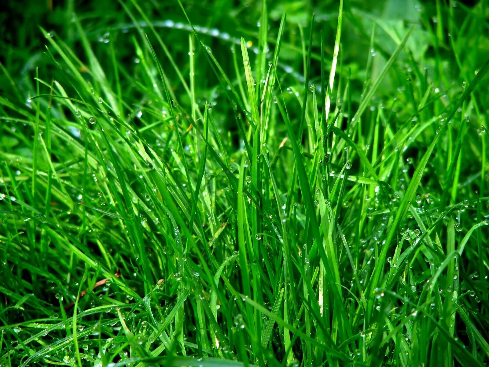 Grass network. Овсянница растение роса. Зеленая трава. Сочная зеленая трава. Густая трава.