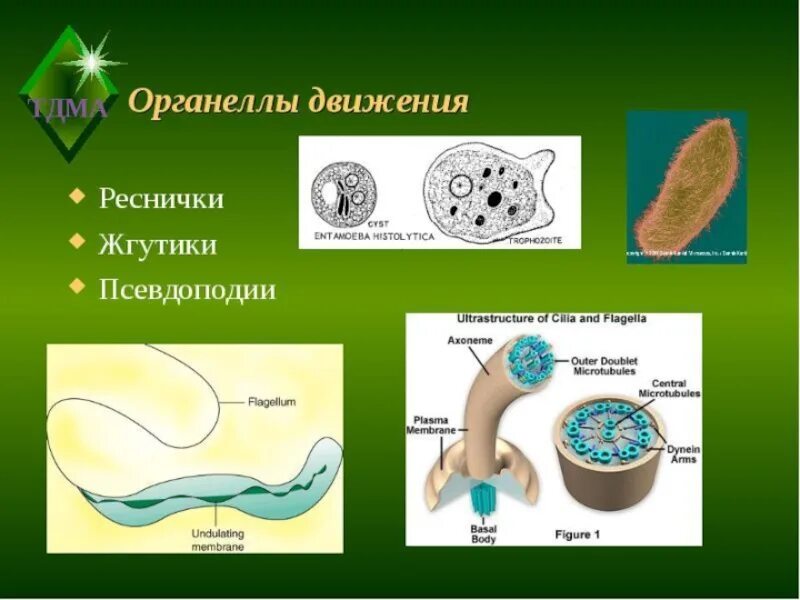 Движение клетки кратко. Органоиды движения. органоиды движения строение. органелла передвижения. органеллы движения клетки.