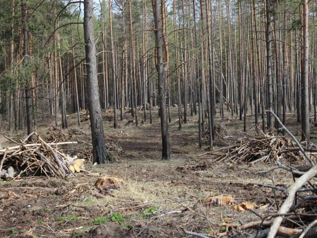 Восстановление елового леса после пожара. Городские леса. Деревья после пожара. Леса после пожара. Восстановление леса после пожара.