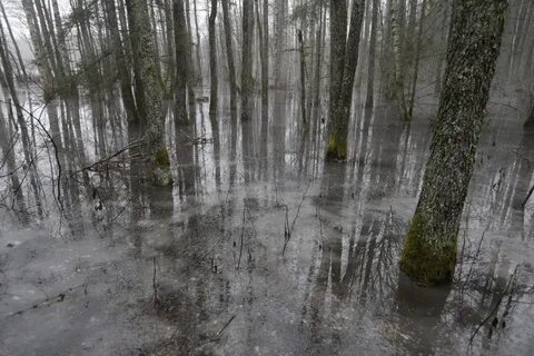 Залитый лес