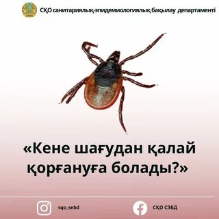 Анальды секс суреттері