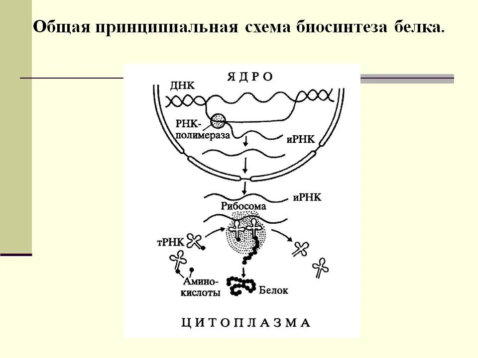 Схема биосинтеза белка