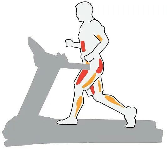 Какие мышцы задействованы при беге на беговой дорожке. Мышцы задействованные на беговой дорожке. Какие мышцы работают при ходьбе на беговой дорожке. Группы мышц задействованные при беге.