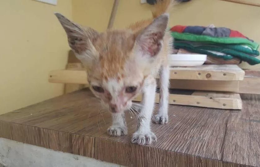 Лысый ориентальный кот. Очень худые коты. Худой кот. Самая худая кошка. Поджарая кошка.