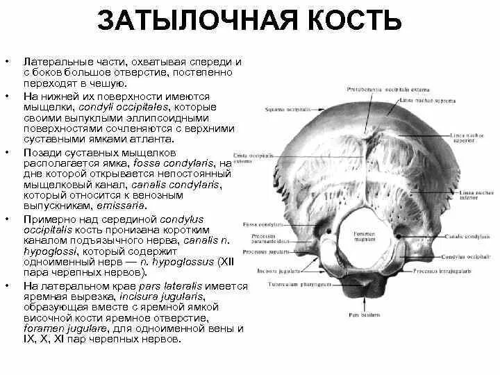 Части затылка. Мыщелки затылочной кости анатомия. Яремное отверстие затылочной кости. Яремная вырезка затылочной кости. Затылочная кость строение кратко.