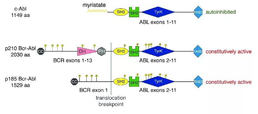 Bcr-abl белок. Мутация bcr. Экспрессия bcr abl p210 abl. Bcr abl p210 антитела. Ген bcr-abl что это.