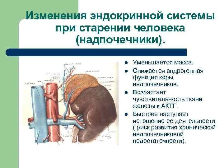 Возрастные изменения коры надпочечников. Эндокринная система изменения в пожилом возрасте. Возрастные изменения эндокринной системы. Изменения в эндокринной системе лиц пожилого. Возрастные изменения желез