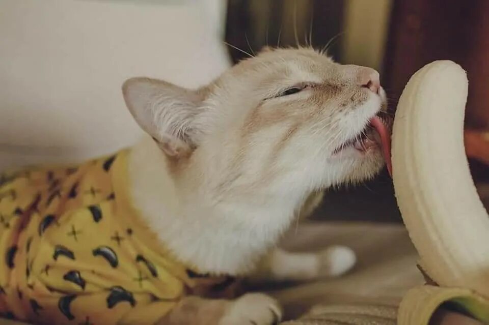 Котик ест банан. Котик лижет банан. Кот давится. Котик в банане. Кот банан.