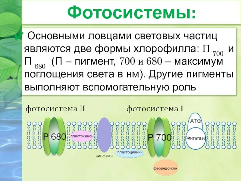 П680 хлорофилл и п700. Максимум поглощения хлорофилла а. Основные Ловцы световых частиц. Хлорофилл п680 название. Чем является частица 1 1 x