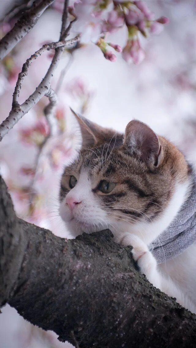 Март животные. Март животные. Зимний кот. Март животные. Кошки ранней весной.