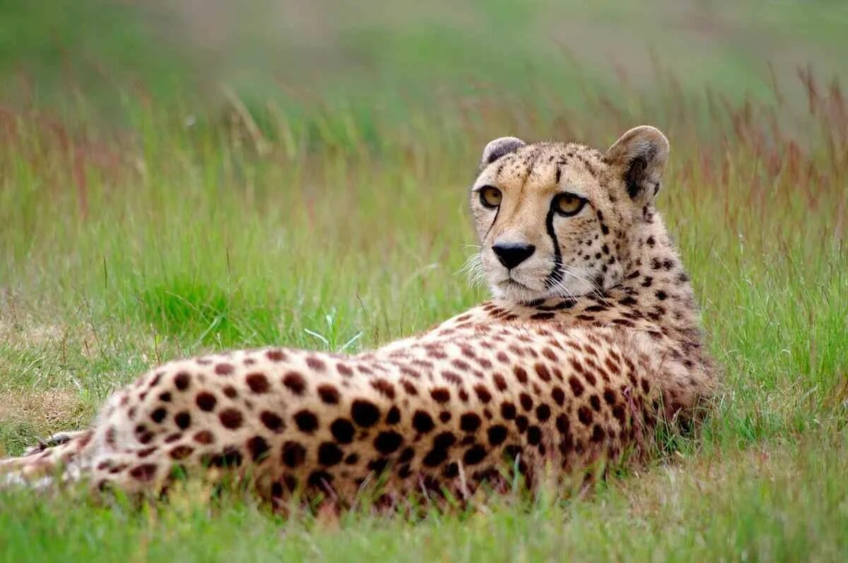 Найти интернет гепард. Гепард и леопард. белый гепард. гепард leopard. популяция гепардов.