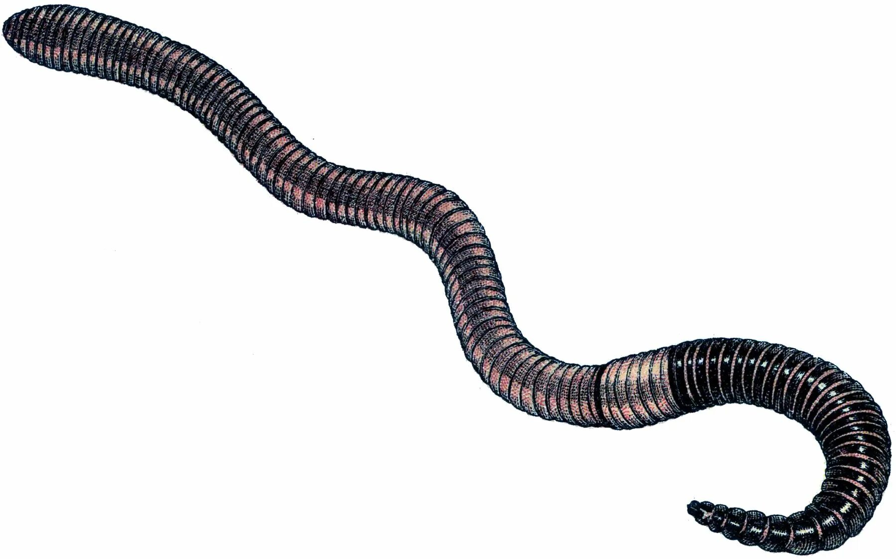 Fidget worm. Червь черный дождевой червь. Черный Земляной червяк. Червь на белом фоне.
