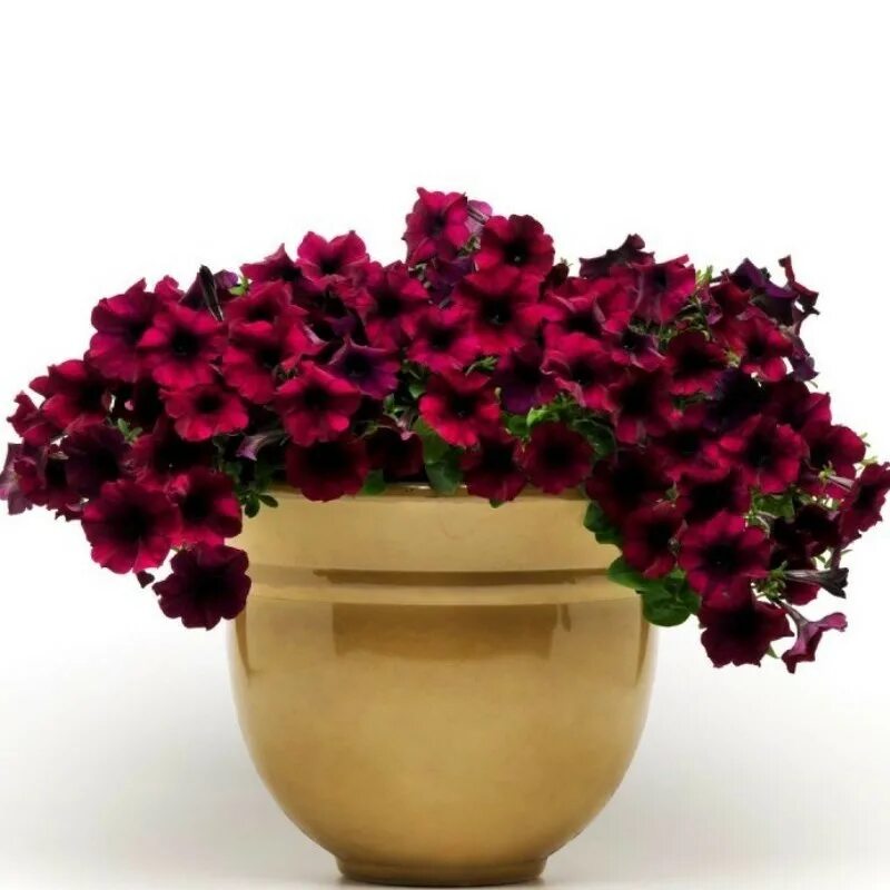 Петуния f1 изи вейв бургунди велюр. Изи вейв бургунди велюр. Петуния шок вейв дип перпл. Петуния изи вейв бургунди велюр ампельная. Ампельная изи вейв бургунди велюр.