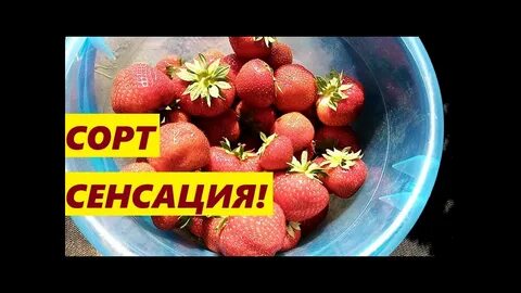 Описание сорта сенсация
