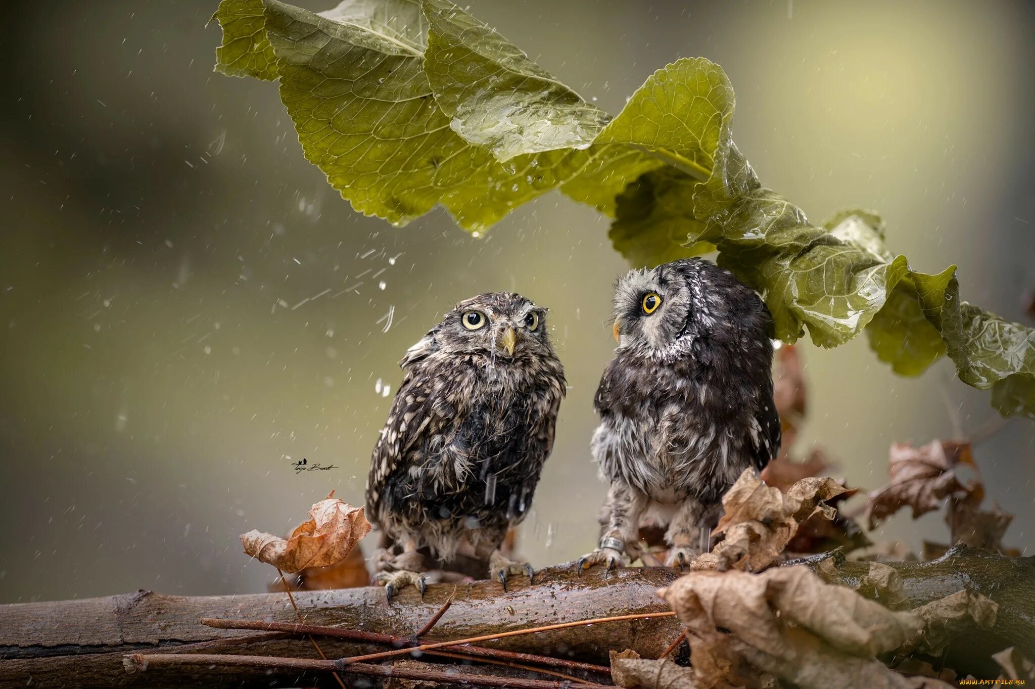 Rain animals. Совы. Сова с совятами. Сова в природе. Сова на ветке.