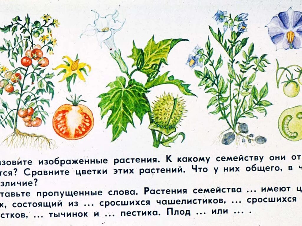 Покрытосеменные имеют плоды. Покрытосеменные растения. Покрытосеменные растения примеры растений. Покрытосеменные растения рисунок. Плоды покрытосеменных растений.