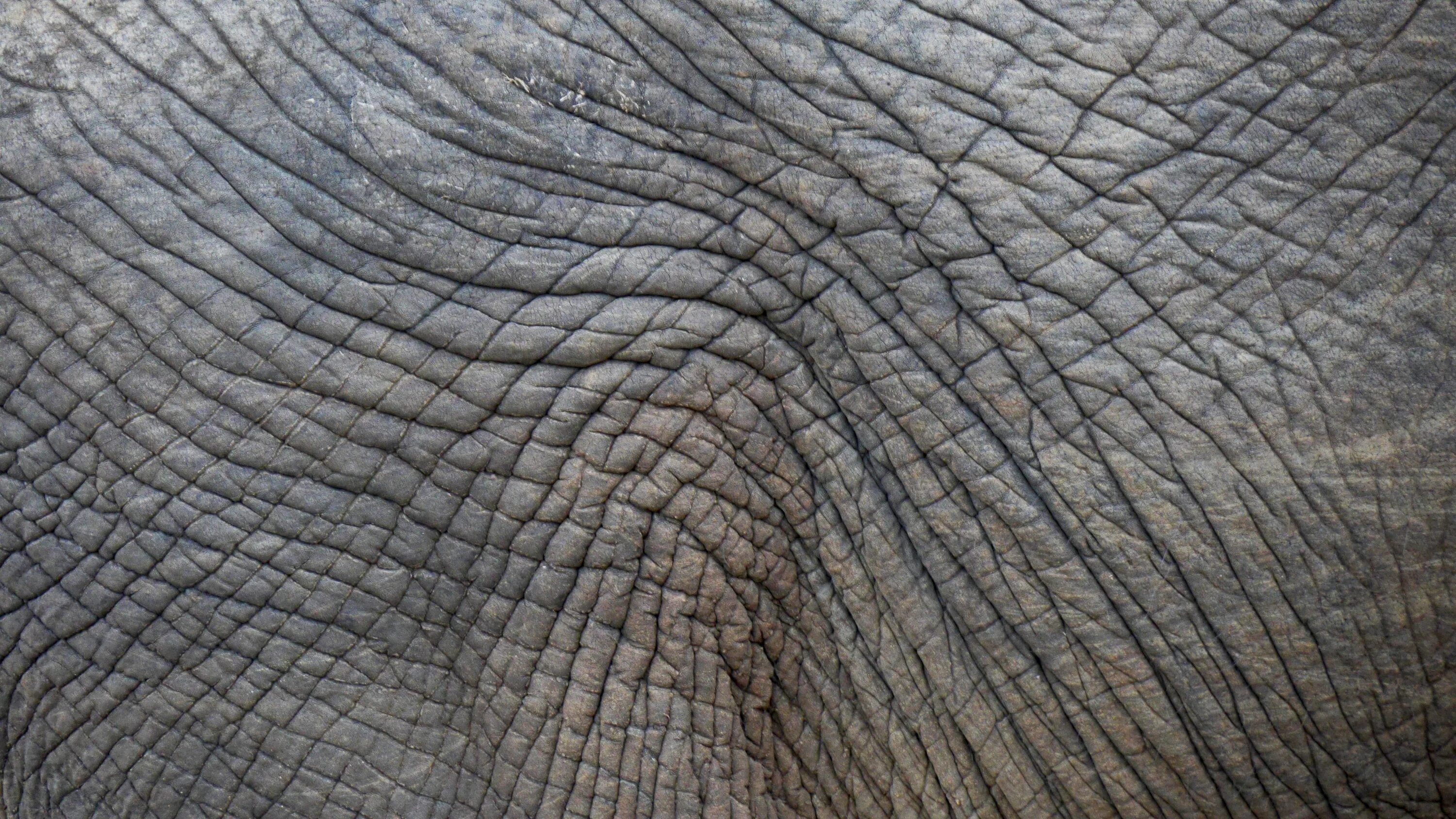 Какого цвета кожа слонов. Кожа слона. Кожа носорога. Толстая кожа слона. Текстура кожи.