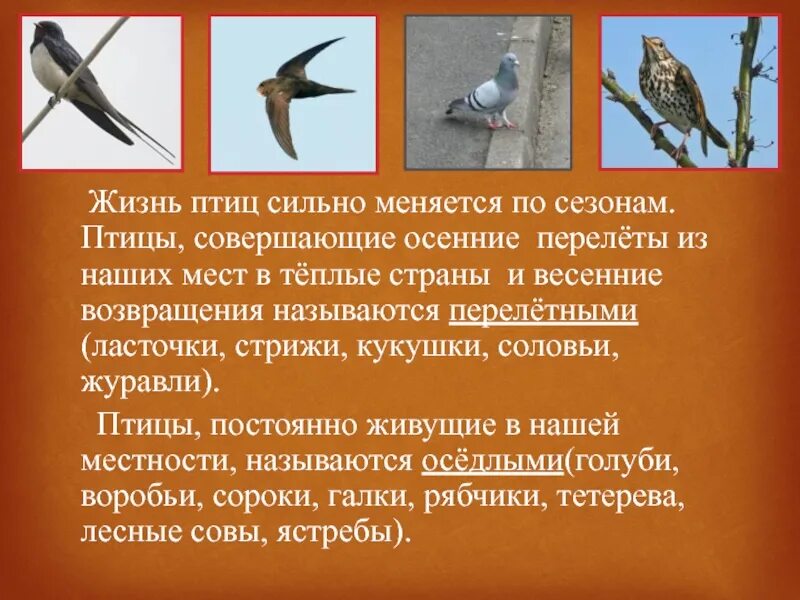 Изменения в жизни птиц весной. Перелетные птицы. Поведение птиц осенью. Изменение поведения птиц осенью.