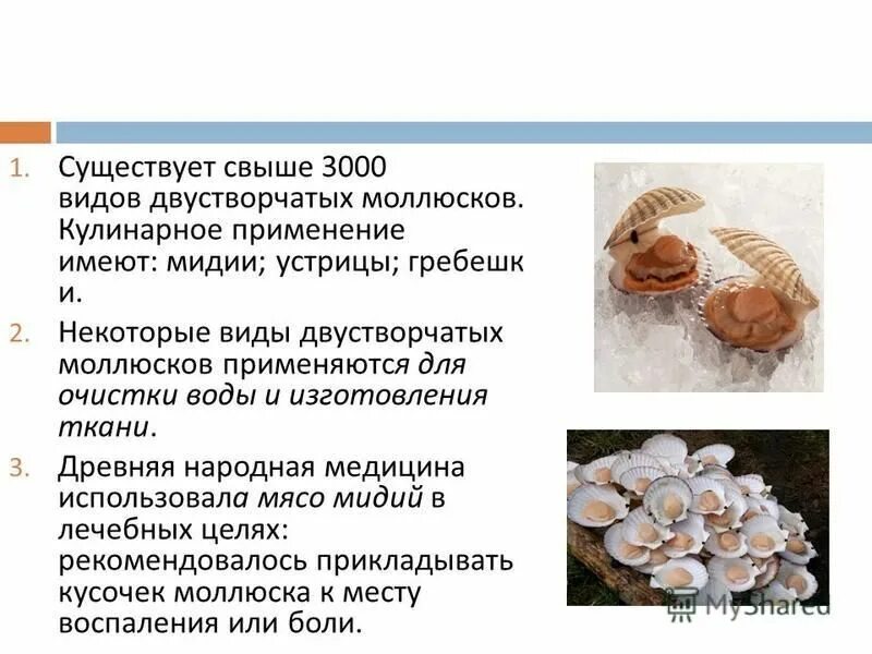 10 интересных фактов об двустворчатых моллюсках. Интересные факты о двустворчатых моллюсках. Интересные факты о моллюсках. Двустворчатые моллюски удивительные факты. Необычные факты о моллюсках