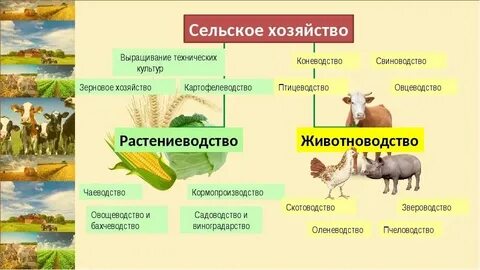 Сельское хозяйство животноводство страны