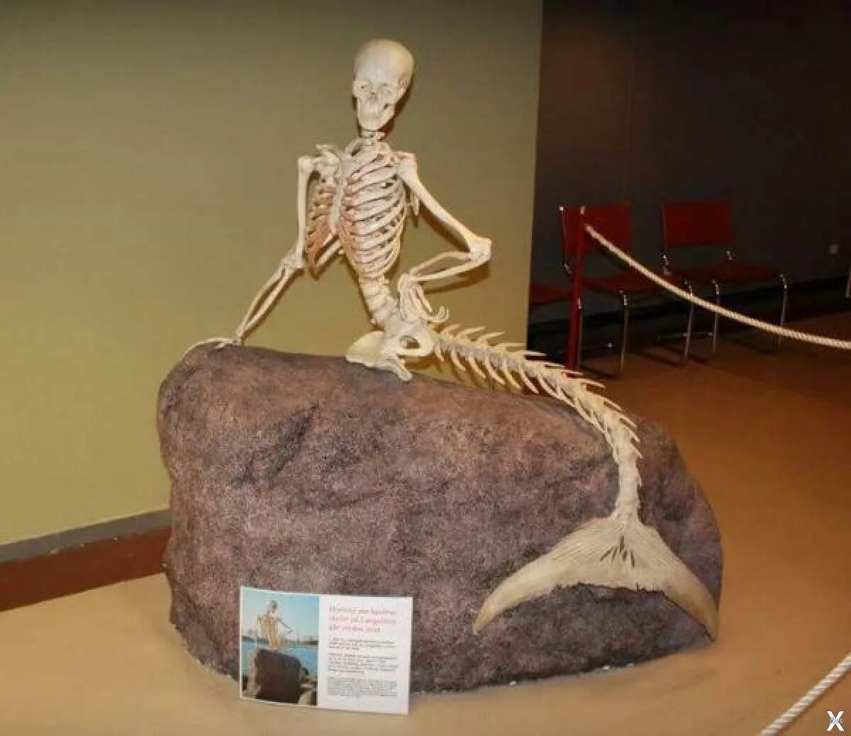 Скелет русалки в музее Копенгагена. Скелет русалки в музее Монако. Скелет кентавра в музее Бриджпорте настоящий. Бестиарий музей СПБ экспонаты.