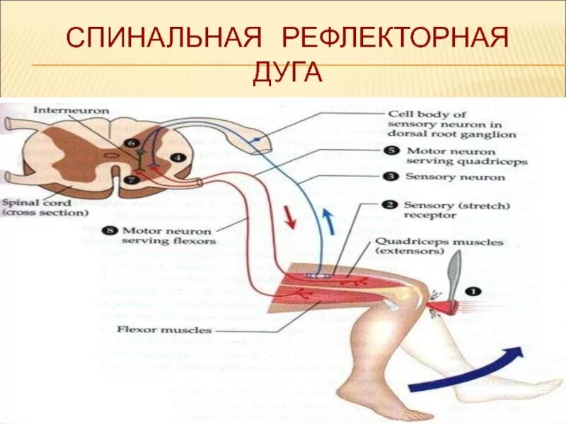 Рефлекторная дуга 5 отделов. Анатомические структуры рефлекторной дуги. Строение рефлекторной дуги. Двухнейронная рефлекторная дуга.