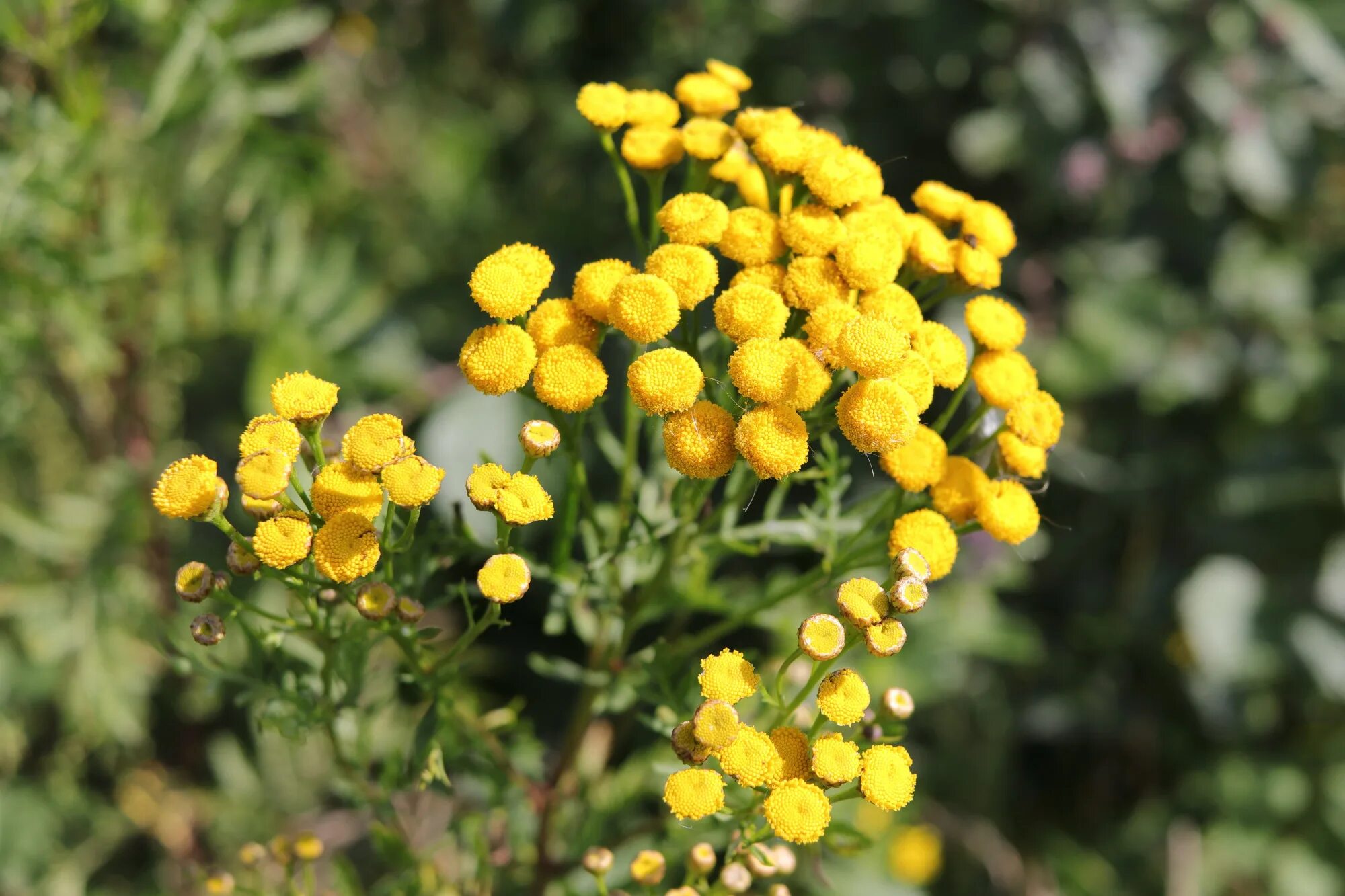 Tanacetum vulgare l. пижма обыкновенная. Пижма обыкновенная, Дикая Рябинка. Пижма Мимоза. Пижма гуронская.