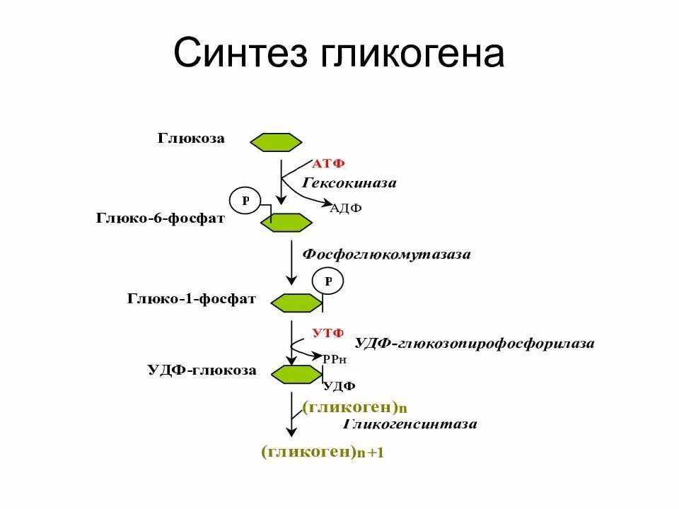 Какой вид углеводов гликоген. Схема синтеза гликогена биохимия. процесс синтеза гликогена. синтез гликогена биохимия реакции. синтез гликогена из глюкозо-6-фосфата.