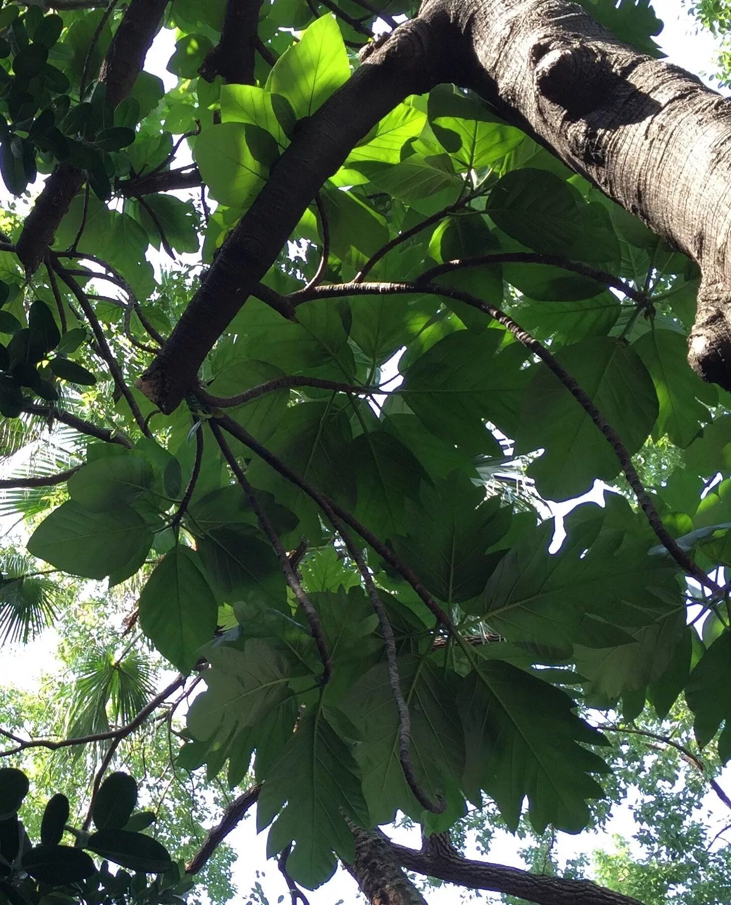Кокколоба гигантифолия. Дерево с крупными листьями. Дерево с широкими листьями. Дерево с огромными листьями
