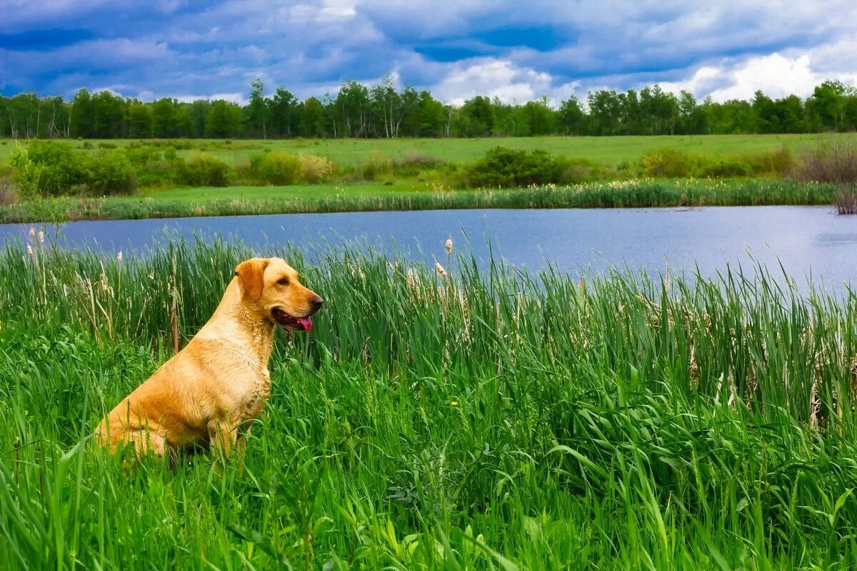 Лабрадор ретривер рыжий. Собака на природе. Собака на озере. Собаки на фоне природы.