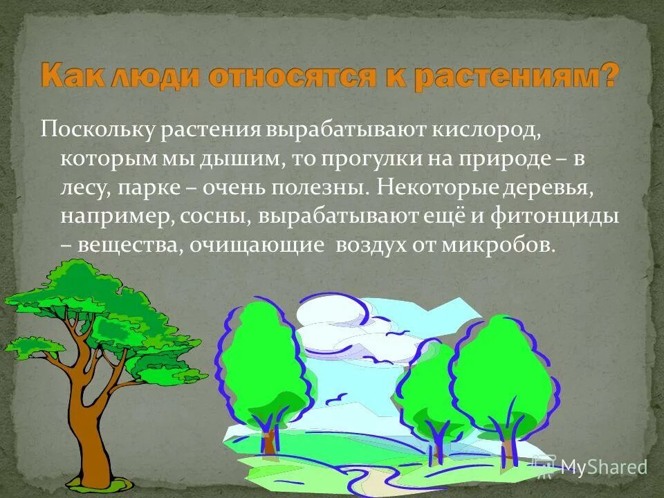 фотосинтез дерева схема. какие растения вырабатывают кислород. фотосинтез. какие растения вырабатывают кислород. какие растения вырабатывают кислород.