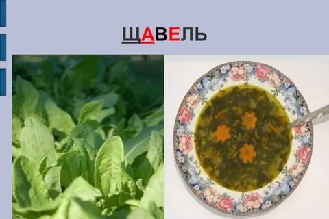Ракушка и щавель разница