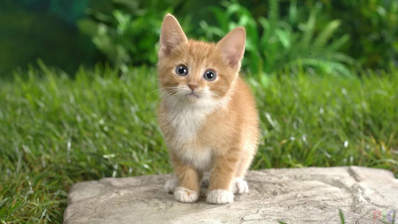 Котики фотки котиков