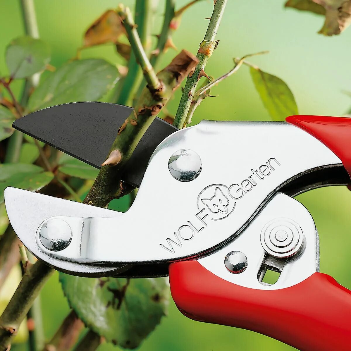 Cекатор прививочный frut. Прививочный секатор для плодовых деревьев. Секатор для деревьев садовый. Секатор для деревьев садовый. Секатор для деревьев садовый.