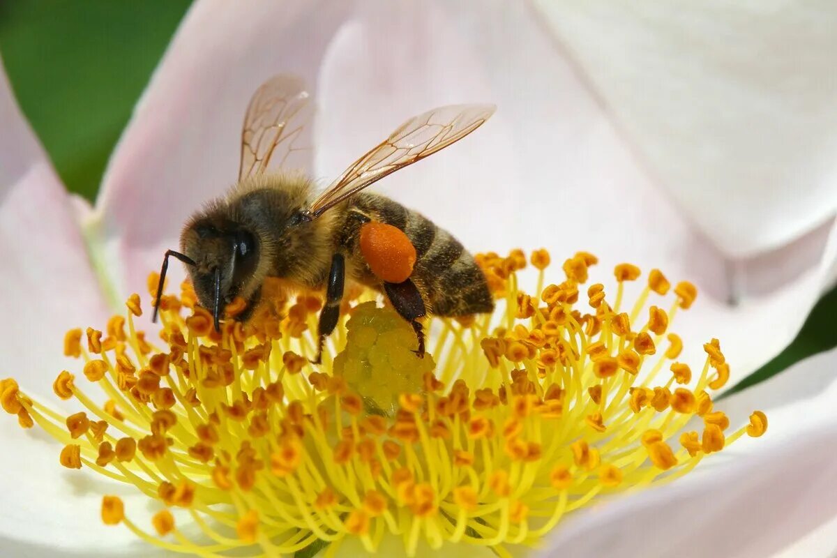 Пчелиная пыльца (Bee pollen). Цветочная пыльца на пчеле. Пчела с пыльцой. Пыльца медоносная пчела. Нектар и пыльца цветов