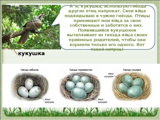 Яйца кукушки в чужом гнезде. Гнездо с яйцом кукушки. Кукушки подбрасывают свои яйца в чужие гнезда. Кукушка подкидывает яйца.