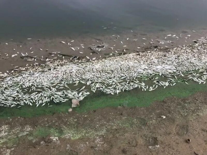 Рыба цимлянского водохранилища