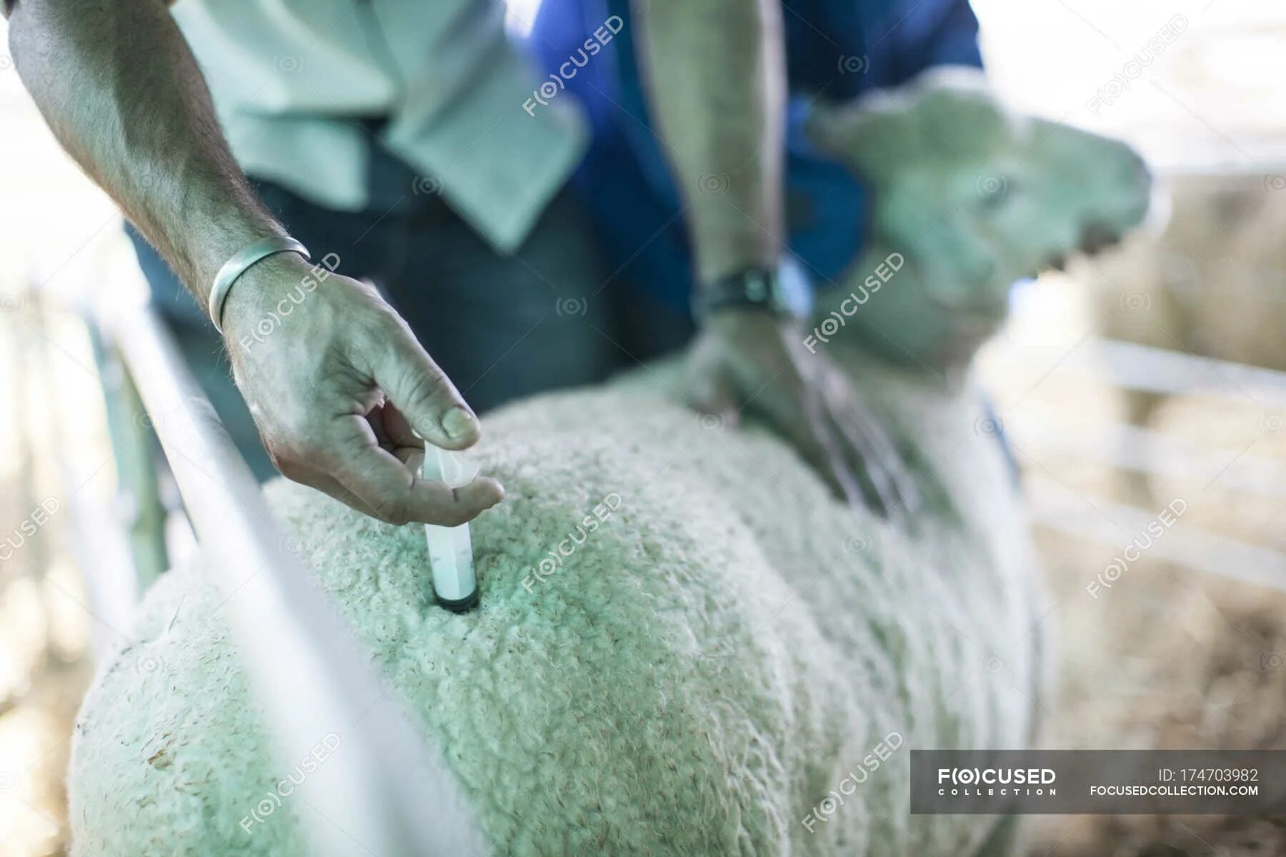 Внутримышечная инъекция овце.
