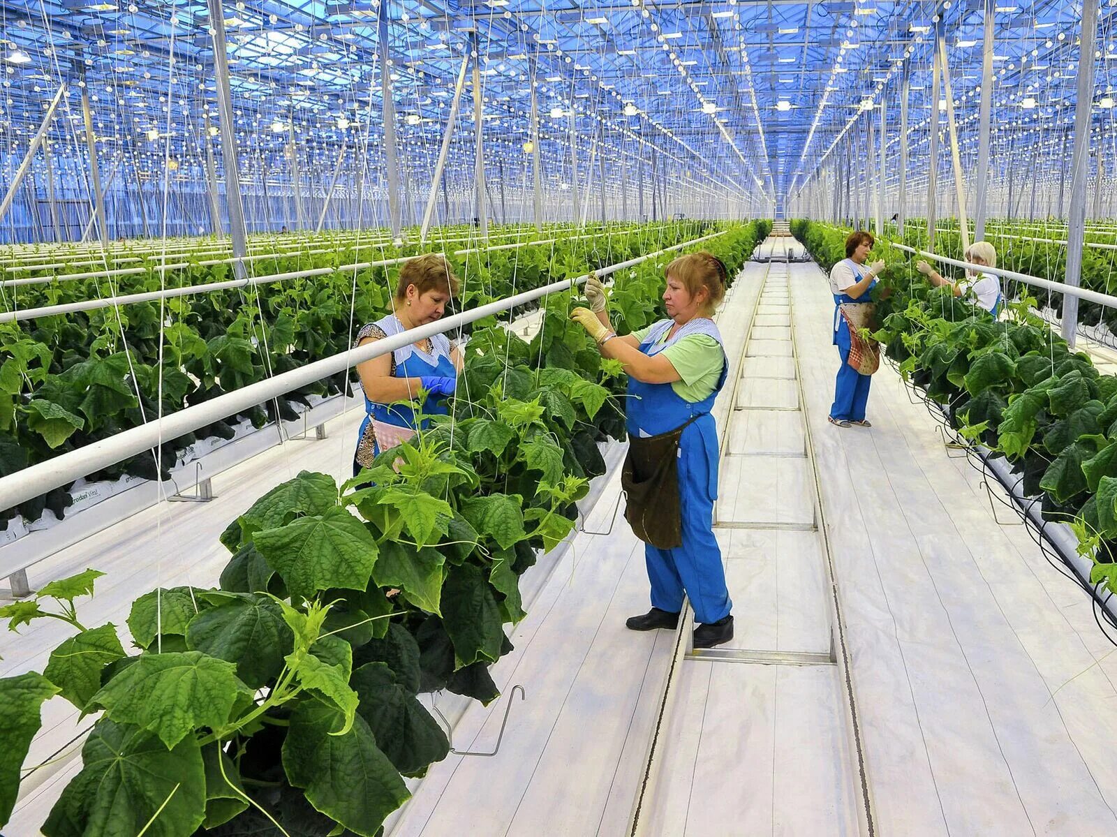 Тепличный комбинат агаповский. Тепличное хозяйство овощевод. Есть работа теплицу. Томаты для теплицы. Усманский тепличный комплекс овощи черноземья.